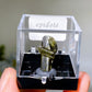 72pcs Boxes Specimen Collection Crystal Healing Bulk Wholesale