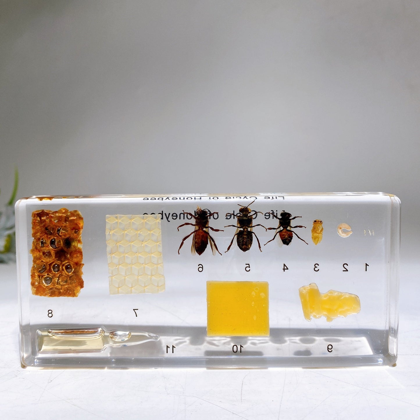 Resin Life Cycle of Honeybee Free Form Crystal Healing Bulk Wholesale