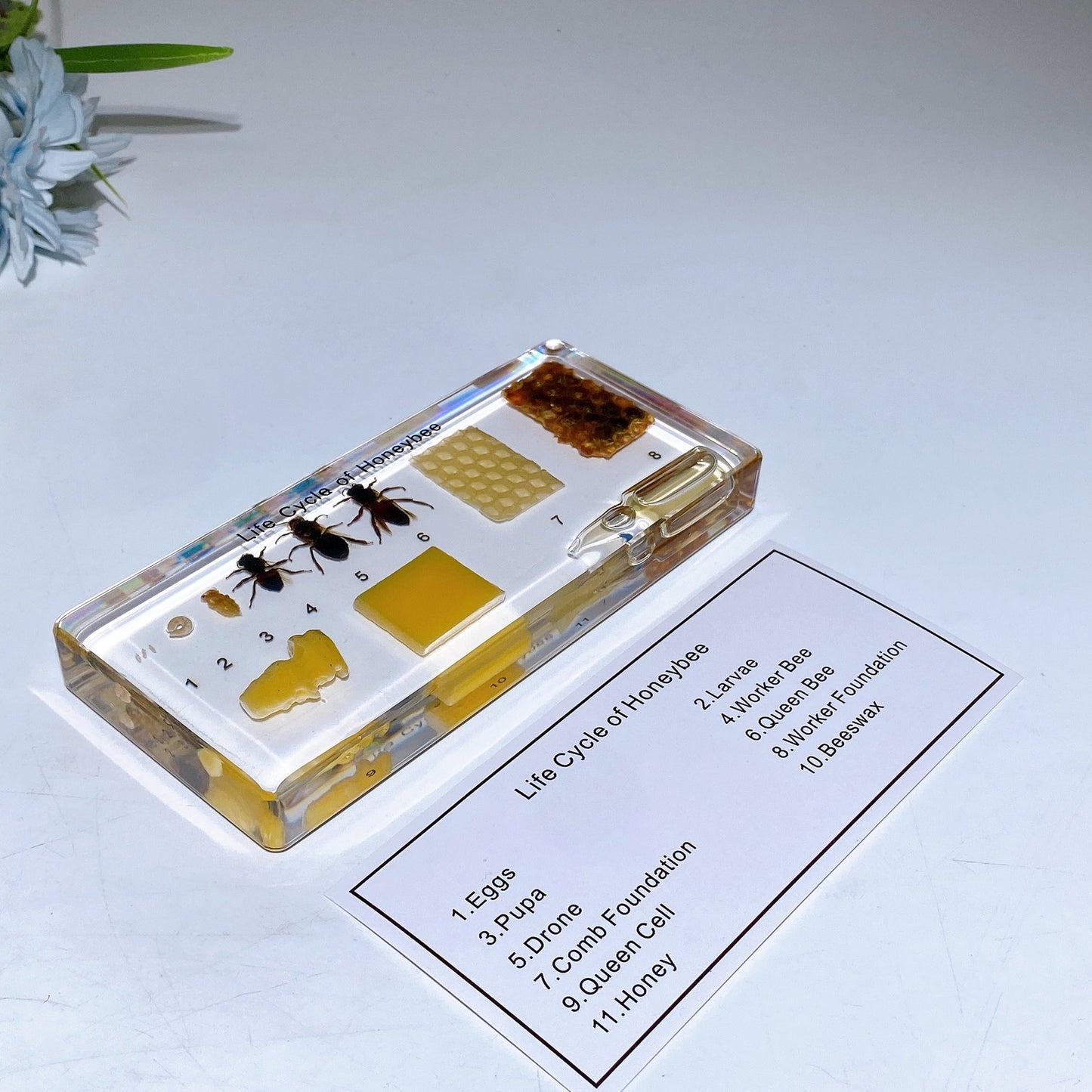 Resin Life Cycle of Honeybee Free Form Crystal Healing Bulk Wholesale