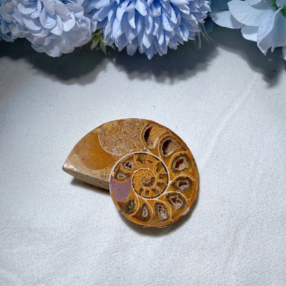 2.5"-3.2" Ammonite Bulk Wholesale