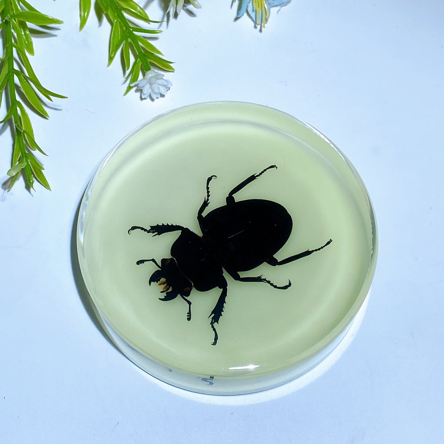 8.5cm Luminous Round Slab with Insect Crystal Healing Bulk Wholesale