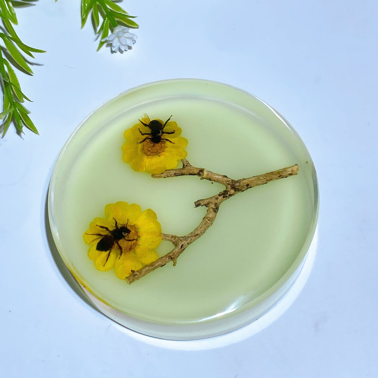8.5cm Luminous Round Slab with Insect Crystal Healing Bulk Wholesale