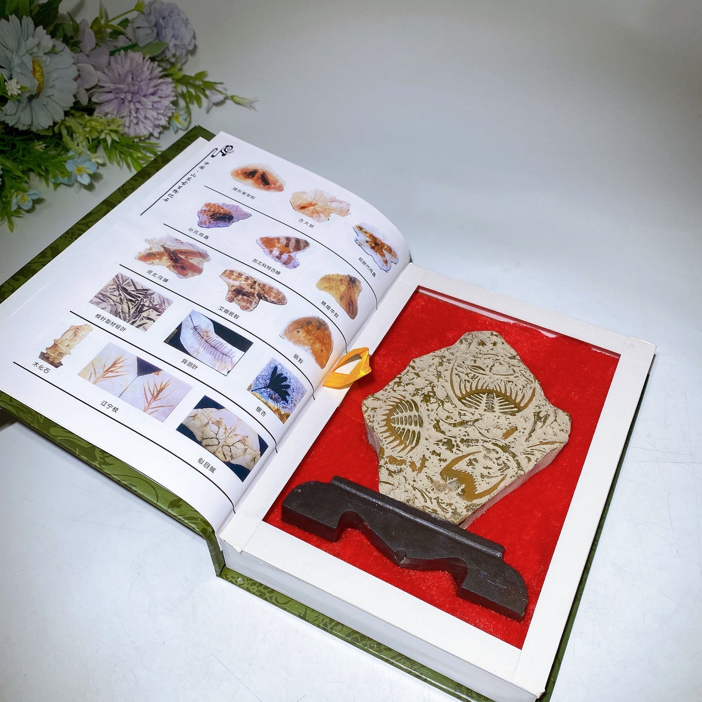 Fossil Trilobite Specimen Free Form with Gift Box Crystal Healing Bulk Wholesale