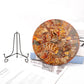Ammonite Round Plate Free Form Full Set