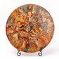 Ammonite Round Plate Free Form Full Set