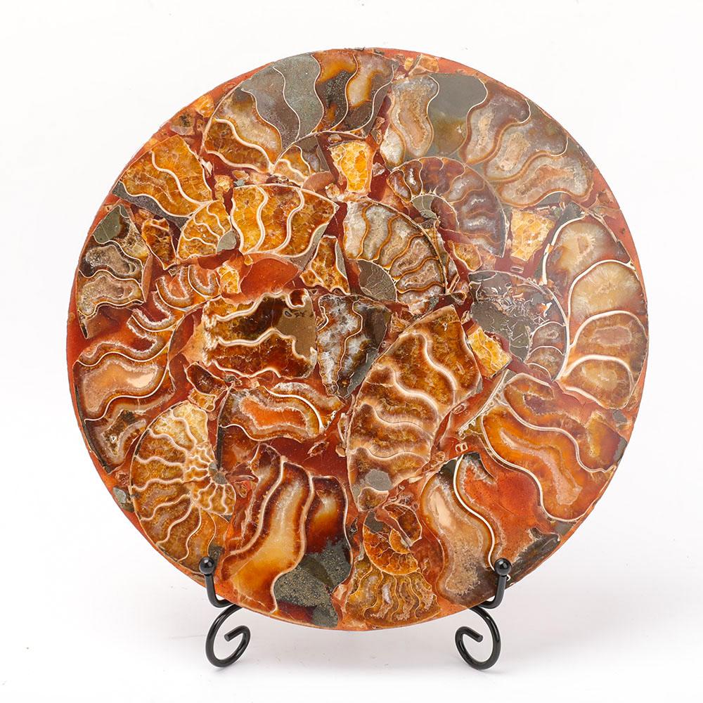 Ammonite Round Plate Free Form Full Set