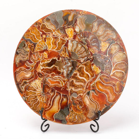 Ammonite Round Plate Free Form Full Set